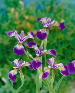 Iris versicolor 9 cm Topf - Größe nach Saison