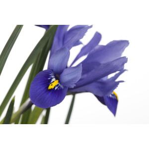 Iris versicolor P 0,5