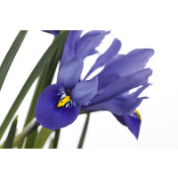 Iris versicolor 9 cm Topf - Größe nach Saison