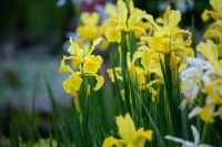 Iris versicolor 9 cm Topf - Größe nach Saison