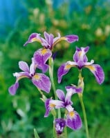 Iris versicolor 9 cm Topf - Größe nach Saison