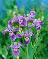 Iris versicolor 9 cm Topf - Größe nach Saison