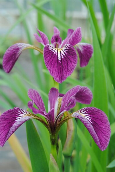 Iris versicolor Kermesina, gen. 9 cm Topf - Größe nach Saison