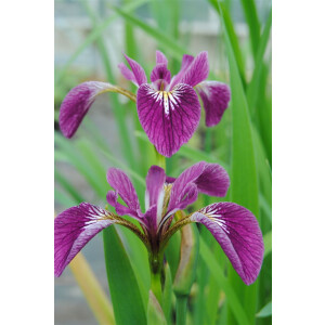 Iris versicolor Kermesina, gen. 9 cm Topf -...