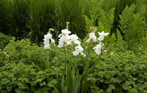 Iris x barb.-elat.Cliffs of Dover 11 cm Topf - Größe nach Saison