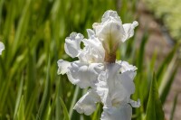 Iris x barb.-elat.Cliffs of Dover 11 cm Topf - Größe nach Saison