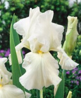 Iris x barb.-elat.Cliffs of Dover 11 cm Topf - Größe nach Saison