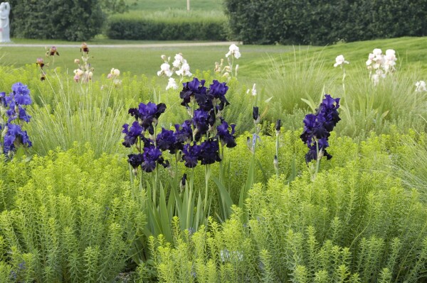 Iris x barb.-elat.Dusky Challenger 11 cm Topf - Größe nach Saison