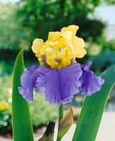 Iris x barb.-elat.Edith Wolford 11 cm Topf - Größe nach Saison