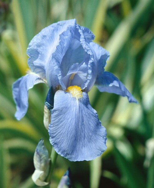 Iris x barb.-elat.Empress of India 11 cm Topf - Größe nach Saison