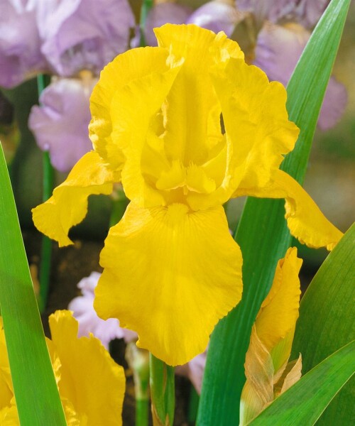 Iris x barb.-elat.Granada Gold 11 cm Topf - Größe nach Saison