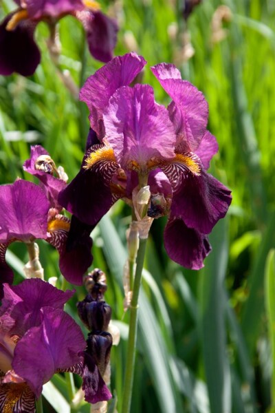 Iris x barb.-elat.Imperator 11 cm Topf - Größe nach Saison