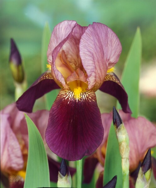 Iris x barb.-elat.Indian Chief 11 cm Topf - Größe nach Saison