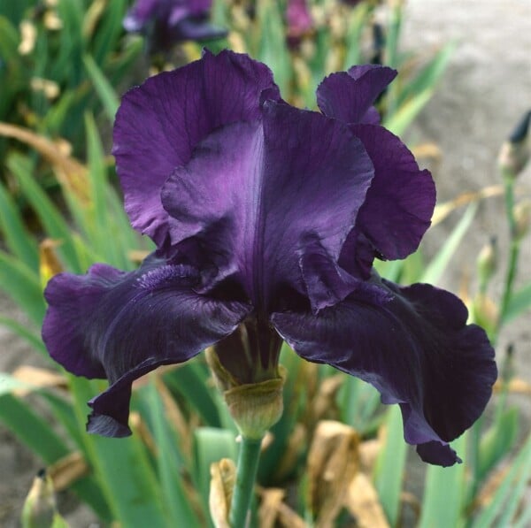 Iris x barb.-elat.Night Owl 11 cm Topf - Größe nach Saison