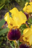 Iris x barb.-elat.Ola Kala 11 cm Topf - Größe nach Saison