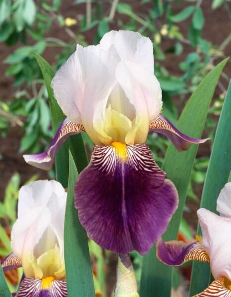 Iris x barb.-elat.Salonique 11 cm Topf - Größe nach Saison