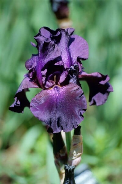 Iris x barb.-elat.Superstition 11 cm Topf - Größe nach Saison