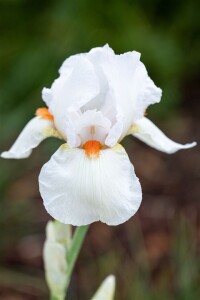 Iris x barb.-elat., weiß 11 cm Topf - Größe nach Saison