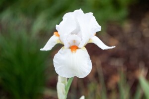 Iris x barb.-elat., weiß 11 cm Topf - Größe nach Saison