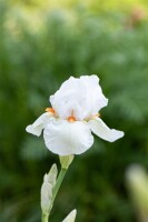 Iris x barb.-elat., weiß 11 cm Topf - Größe nach Saison