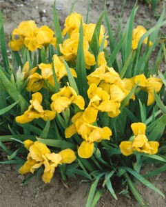 Iris x barb.-nana Brassie 11 cm Topf - Größe...