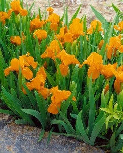 Iris x barb.-nana Brassie 11 cm Topf - Größe...