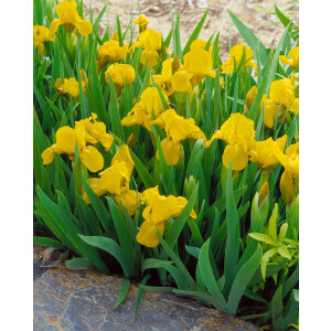 Iris x barb.-nana Orange Caper 9 cm Topf -...