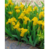 Iris x barb.-nana Orange Caper 11 cm Topf -...