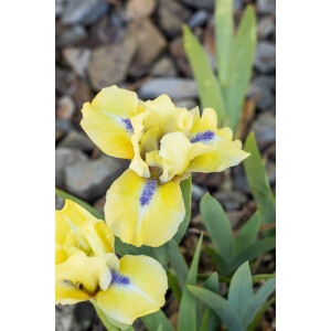 Iris x barb.-nana Stockholm P 0,5