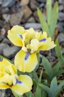 Iris x barb.-nana Stockholm 9 cm Topf - Größe...