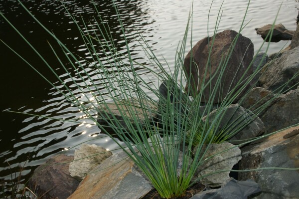 Juncus inflexus 9 cm Topf - Größe nach Saison