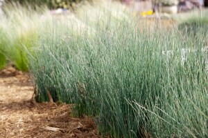 Juncus inflexus 9 cm Topf - Größe nach Saison