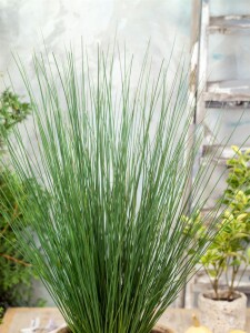 Juncus inflexus 9 cm Topf - Größe nach Saison