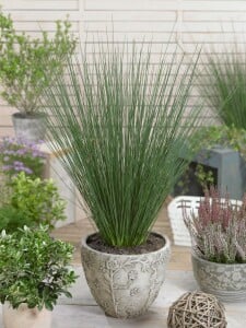 Juncus inflexus 9 cm Topf - Größe nach Saison