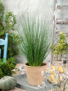 Juncus inflexus 9 cm Topf - Größe nach Saison