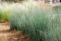 Juncus inflexus 9 cm Topf - Größe nach Saison