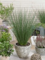 Juncus inflexus 9 cm Topf - Größe nach Saison