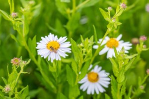 Kalimeris incisa Madiva 9 cm Topf - Größe nach Saison