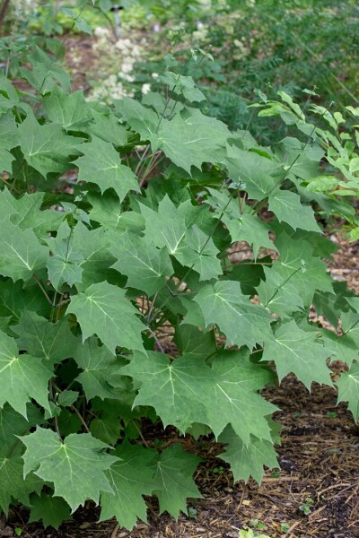 Kirengeshoma palmata 9 cm Topf - Größe nach Saison