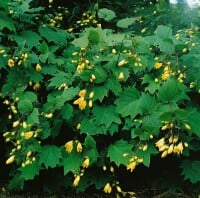 Kirengeshoma palmata 9 cm Topf - Größe nach Saison