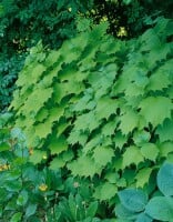 Kirengeshoma palmata 9 cm Topf - Größe nach Saison