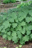 Kirengeshoma palmata 9 cm Topf - Größe nach Saison