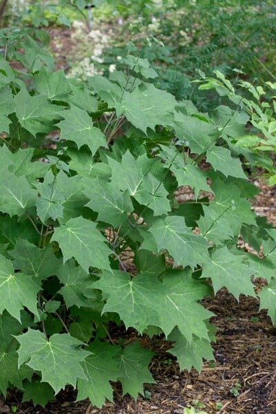 Kirengeshoma palmata 11 cm Topf - Größe nach Saison