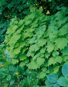 Kirengeshoma palmata 11 cm Topf - Größe nach Saison