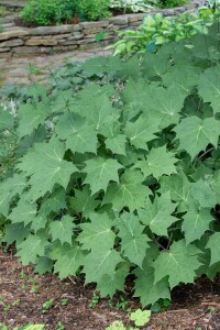 Kirengeshoma palmata 11 cm Topf - Größe nach Saison