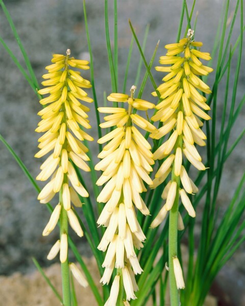 Kniphofia uvaria Little Maid 11 cm Topf - Größe nach Saison