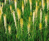 Kniphofia uvaria Little Maid 11 cm Topf - Größe nach Saison