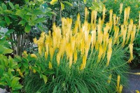 Kniphofia uvaria Little Maid 11 cm Topf - Größe nach Saison