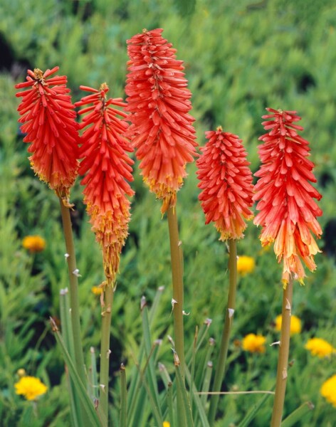 Kniphofia uvaria Nancys Red 11 cm Topf - Größe nach Saison