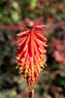 Kniphofia uvaria Nancys Red 11 cm Topf - Größe nach Saison